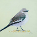 Northern Mockingbird
