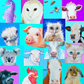 Nursery Wall Art - Collage of animals