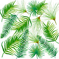 Tropical Leaves and Ferns