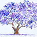 Jacaranda Tree